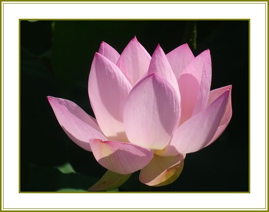 令和２年７月3日 蓮の花両手を広げ釈迦の顔 花の歳時記 天南星の魅力 山野草 楽天ブログ