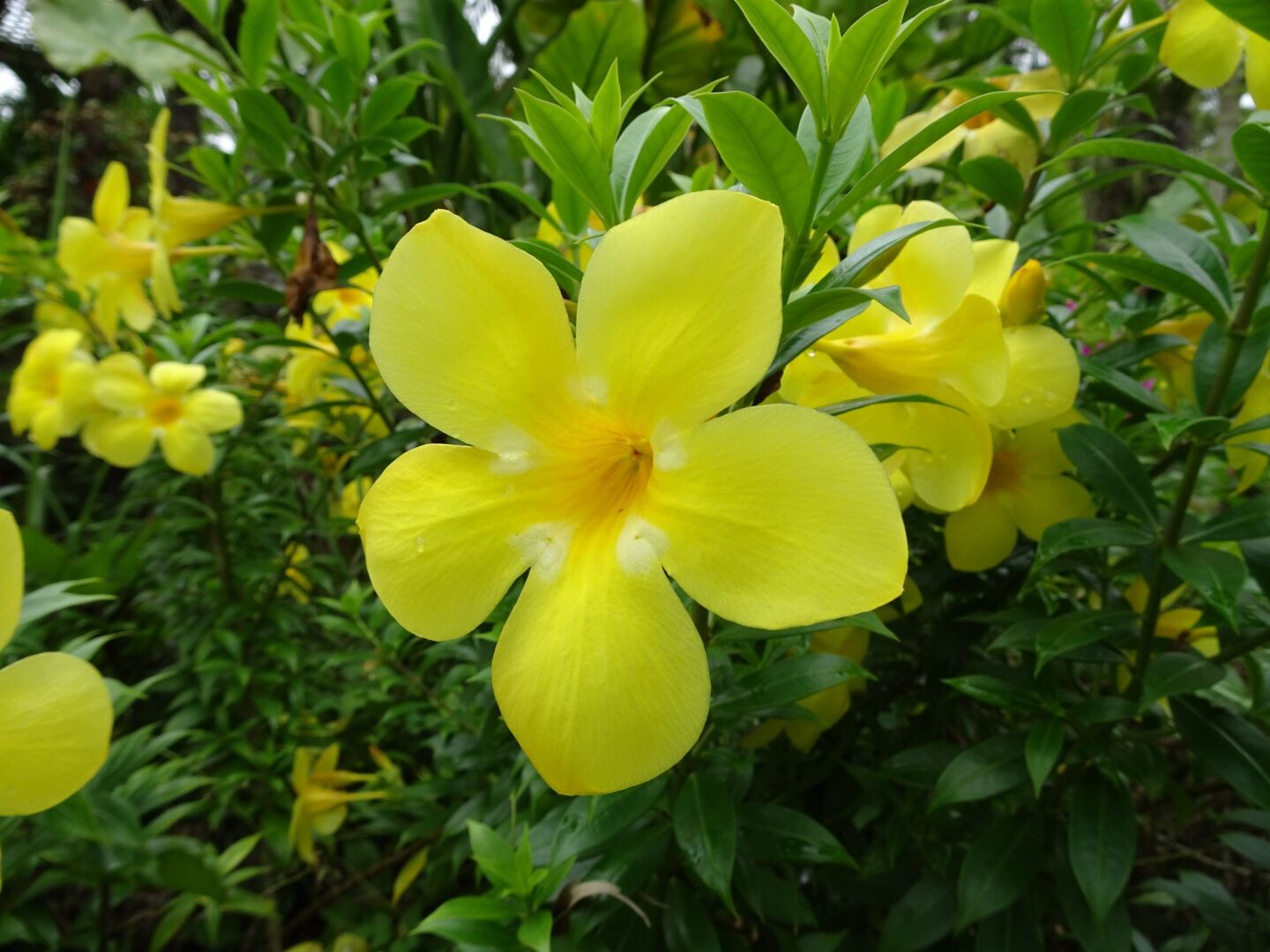 植物紀行 沖縄旅行 まちなか編 庭ぐらし 楽天ブログ 植物紀行 沖縄旅行 まちなか編 庭ぐらし 楽天ブログ