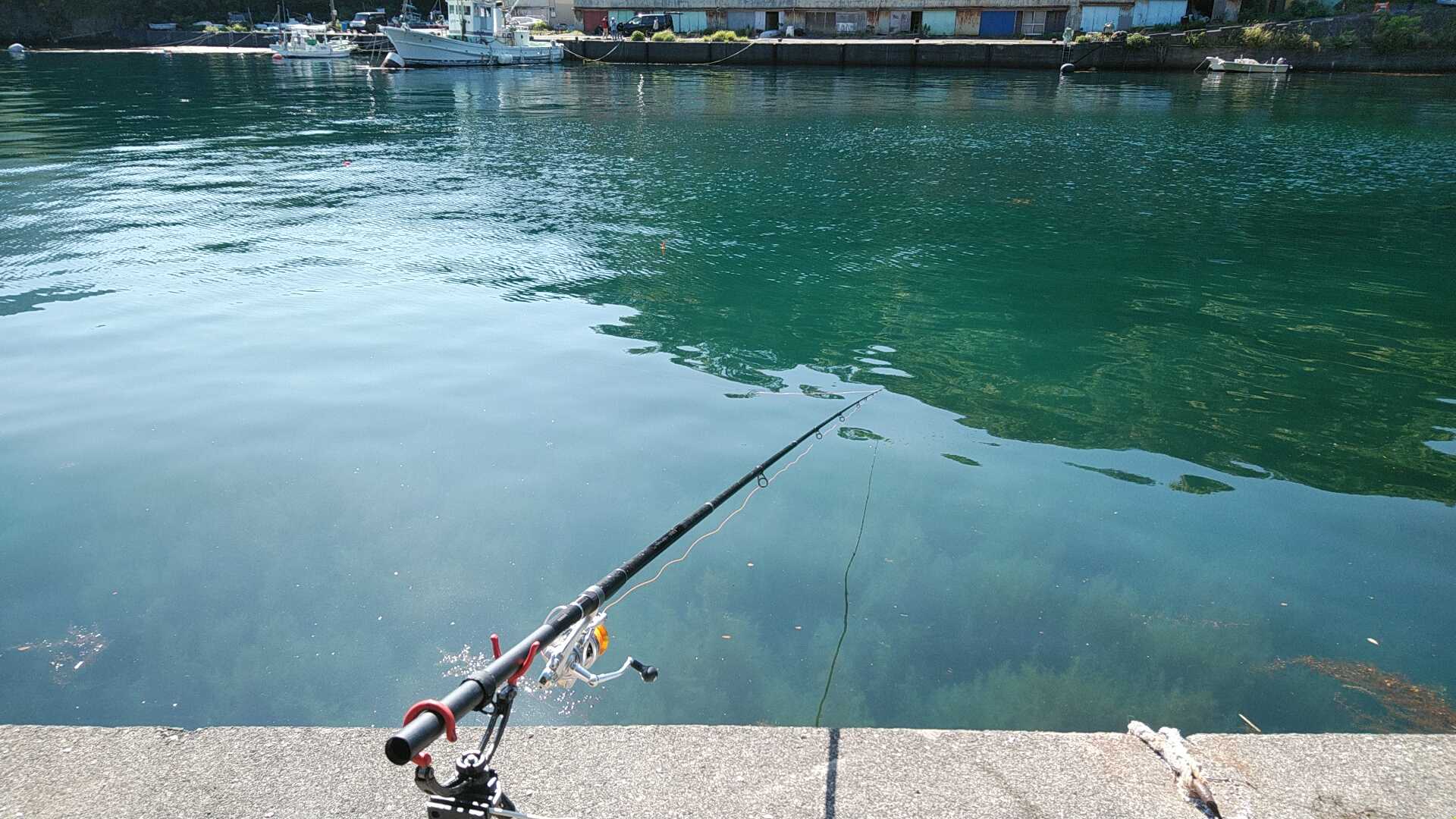 アオリイカ泳がせ釣り 本能の赴くままに 楽天ブログ