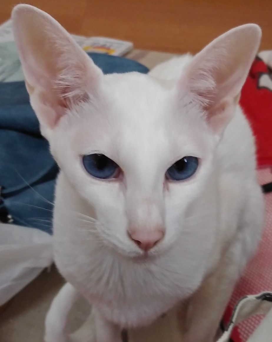 道の駅 みつ 御津 ランチ 魚 顔が怖い 穴子 キレイ オリエンタルショートヘア 過保護な猫飼い 楽天ブログ