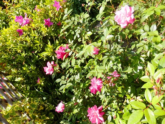 P5010006花ﾌﾞﾛｸﾞ.jpg