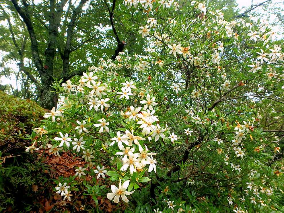2週間ぶりの半田山植物園(1)ウマノスズクサ、ジャックと豆の木、楮の赤い実、ヒマワリ、クチナシ | 楽天版じぶん更新日記 - 楽天ブログ