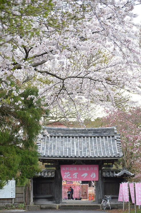 2015.4.10大洗の桜 011.JPG