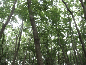 IMG_9332.JPG