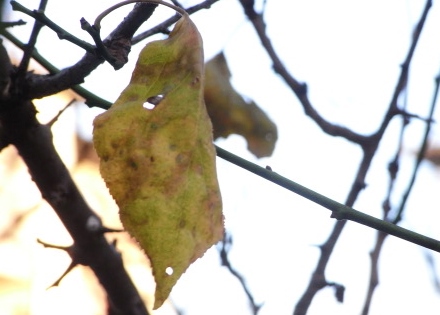 大量に落葉した梅の木もあとひと葉。