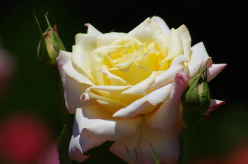 谷津バラ園のバラの花