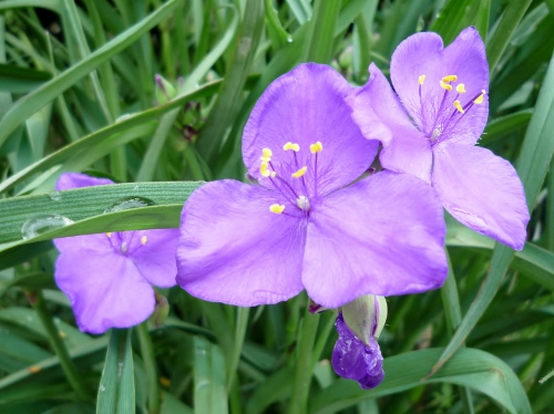 P1150124 (500x374).jpg