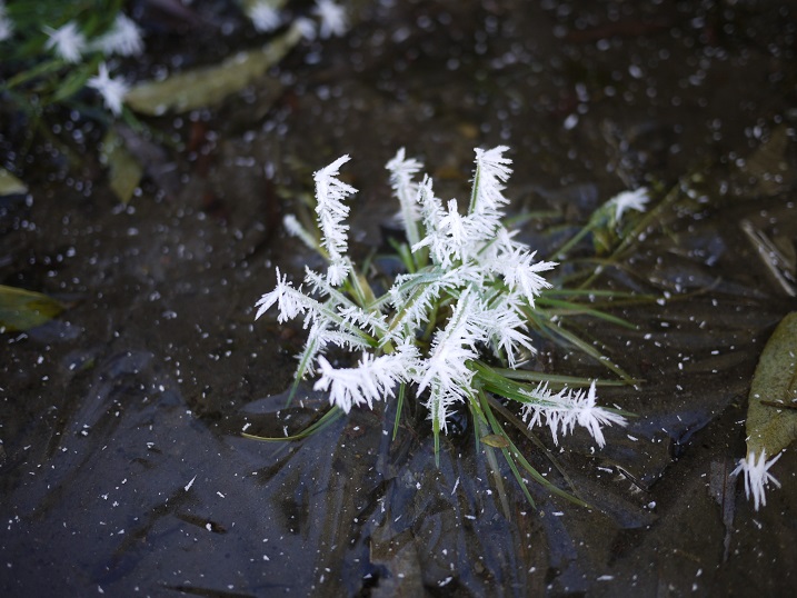 霜の花.JPG