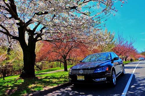E車と桜.jpg