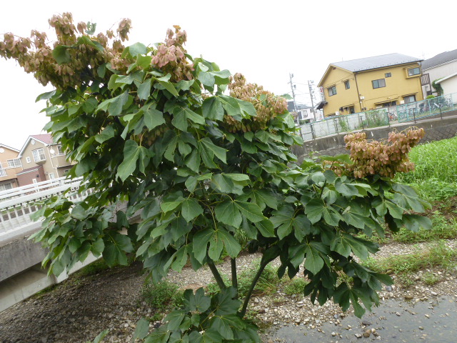 46 青桐の実
