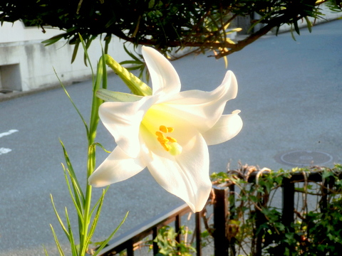 タカサゴユリの花