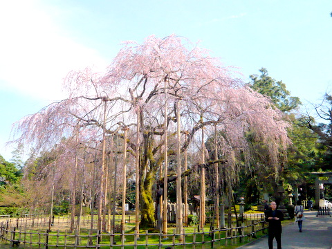 足羽神社の枝垂桜