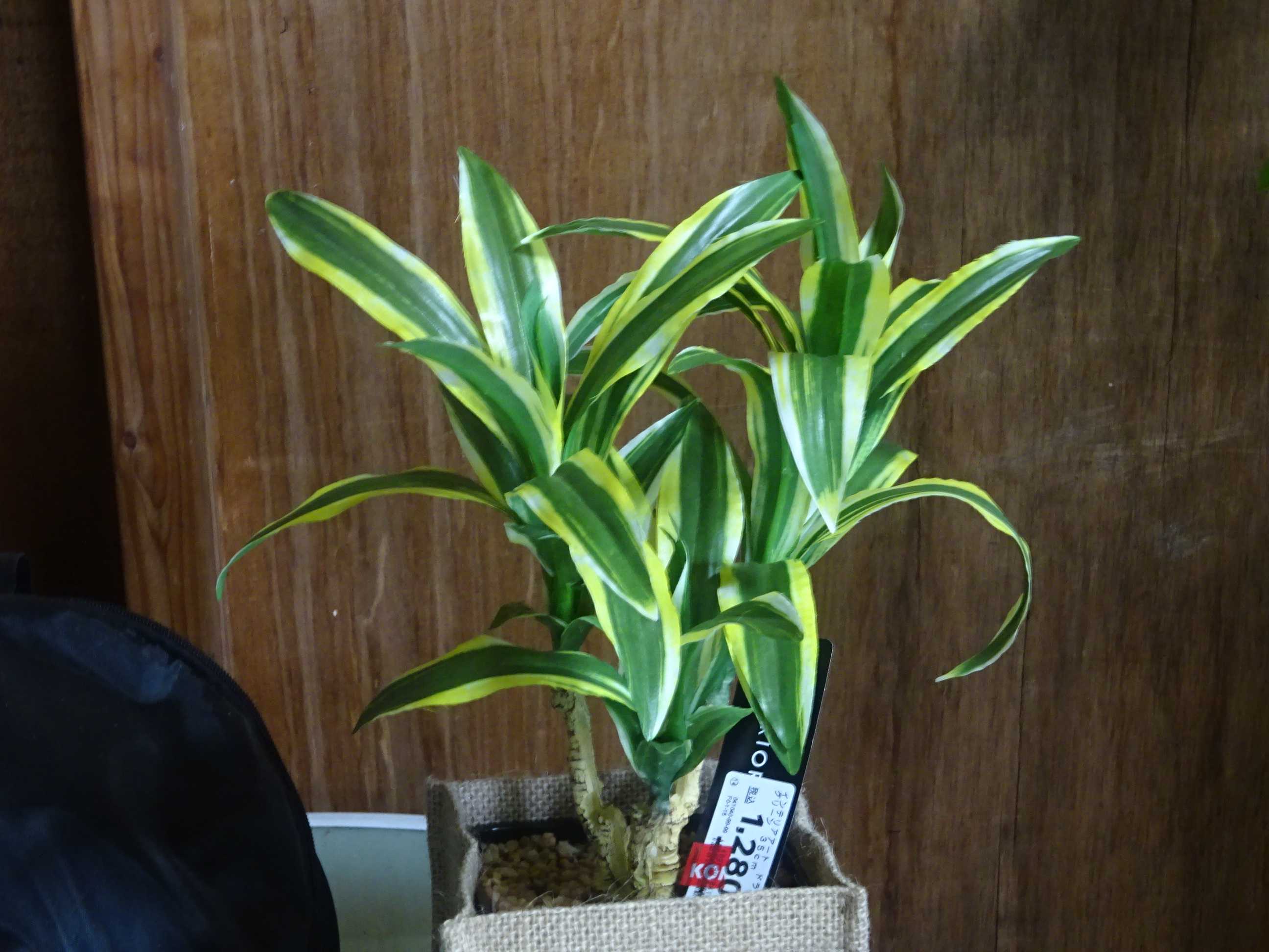 造花 フェイク観葉植物 ３姉妹 ５月２３日 山と空が友だち ドローンで空撮 楽天ブログ