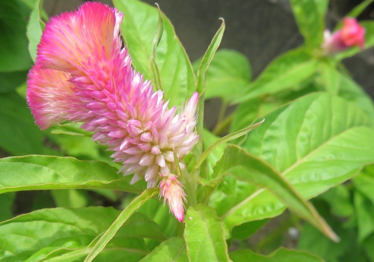 退院して１週間 花はケイトウ 前期分 だい のひとりごと 楽天ブログ