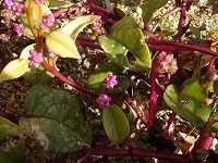 ９月２５日の誕生花 ツルムラサキ 蔓紫 の花言葉 頼りにします つぼみのような花に 頼りすぎ 弥生おばさんのガーデニングノート 花と緑の365日 楽天ブログ