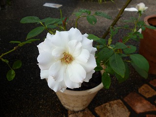P1070877ss.jpg