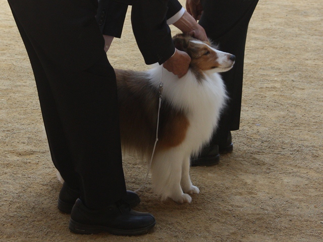 IMG_1515 - コピー.JPG