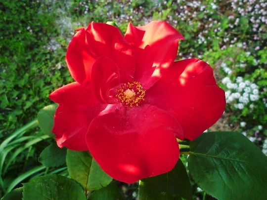 2015年04月25日_P1230270 - コピー.jpg