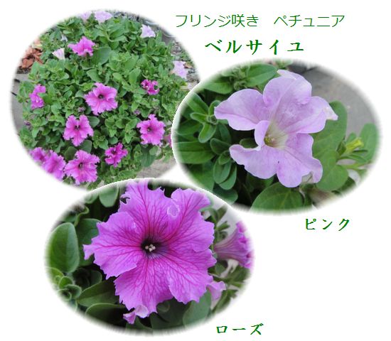 タキイペチュニア「ベルサイユ」