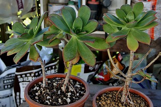 DSC_2856.jpg