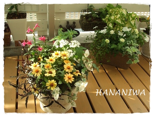 ジニアとグリーンアイス寄せ植え.JPG