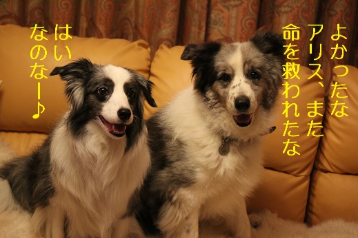 パパ