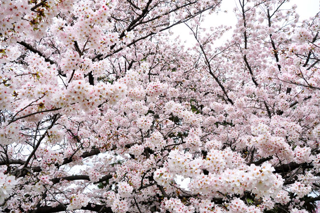 桜６