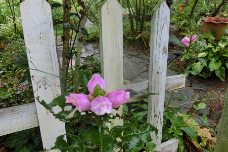 スピードリオン