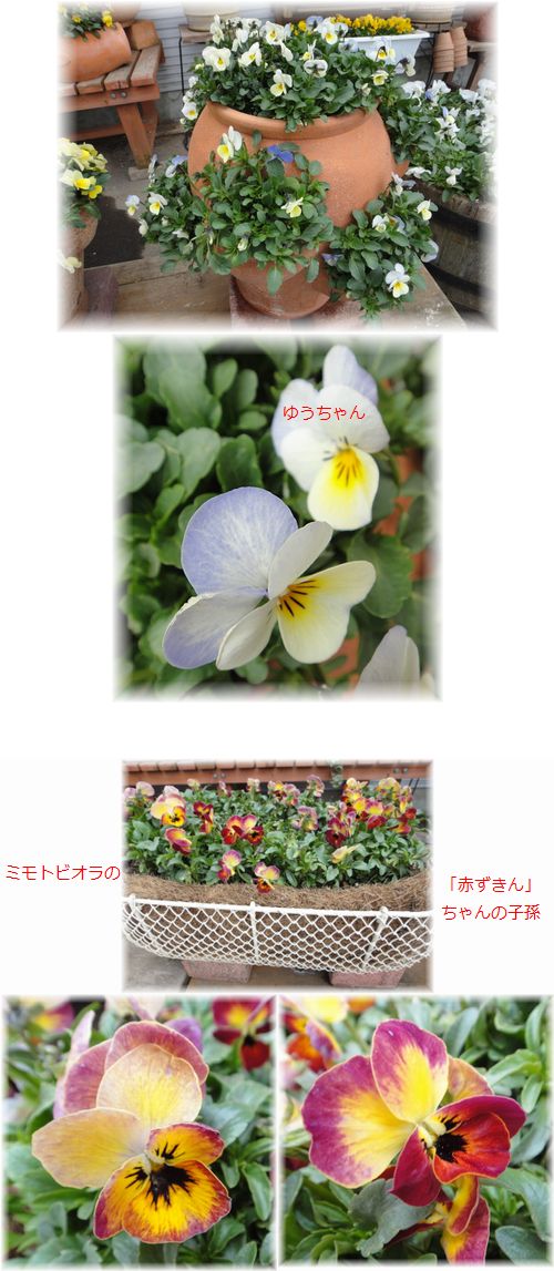 本日デビューのビオラ