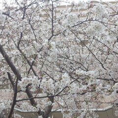 4月８日分 005.jpg