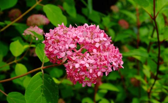 2016 06 06_6485.jpg