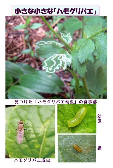 狭きとも楽しい我が家 ハモグリバエ ショート シナリオの館 楽天ブログ