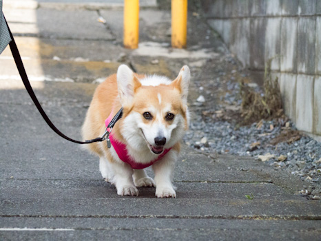 はな