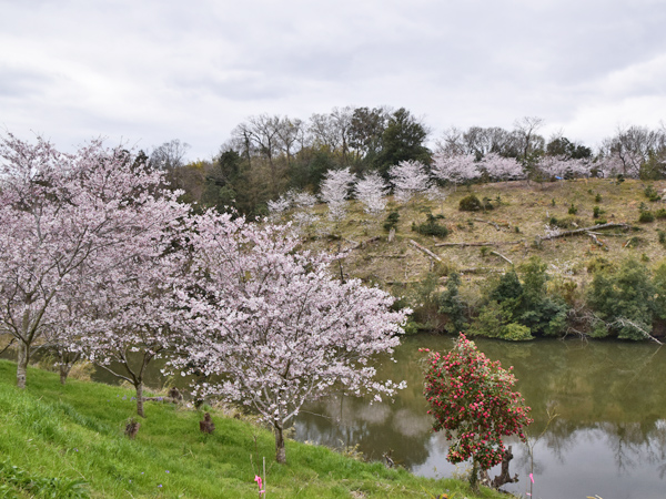 桜 花のギフト社 啓翁桜 桜 さくらの花 桜の花 サクラ 桜のお花