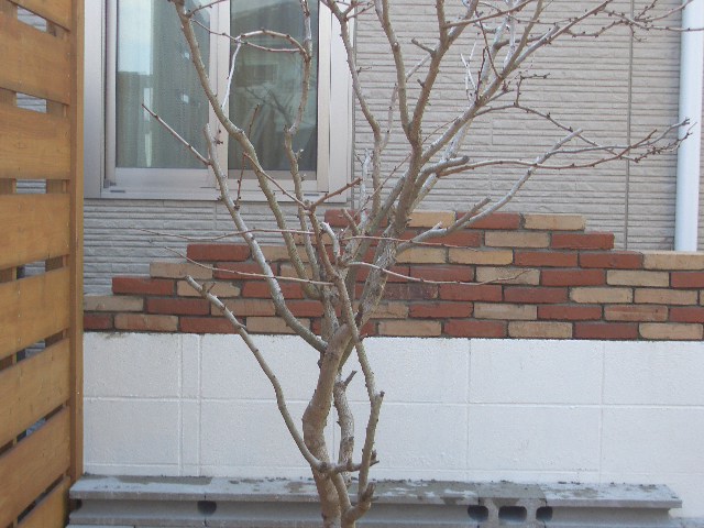 CIMG4735.JPG