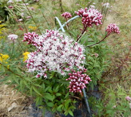 フジバカマ (3).JPG