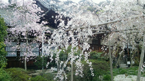山科桜.jpg