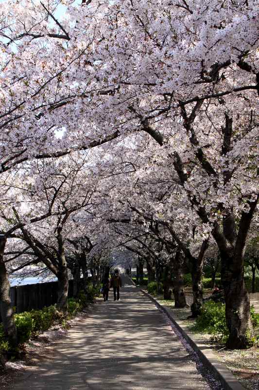 大川の桜_14-2.jpg