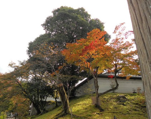 2015-11-21 曼殊院門跡外塀脇の紅葉.jpg