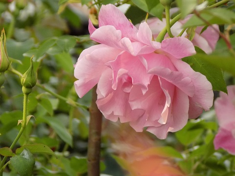 DSCN0184.JPG