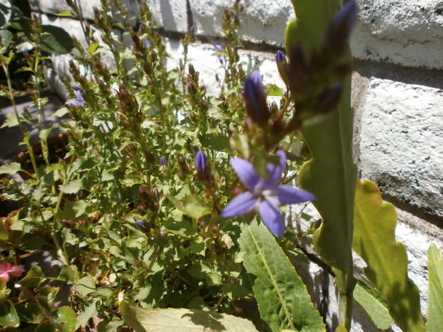 P5101165.JPG