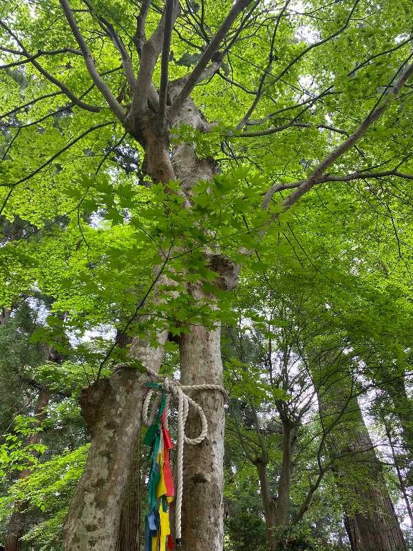世界文化遺産・河口浅間神社（かわぐちあさまじんじゃ） | 醍醐山と下部（しもべ）温泉 - 楽天ブログ