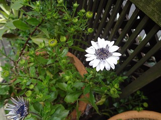 DSC04733.jpg