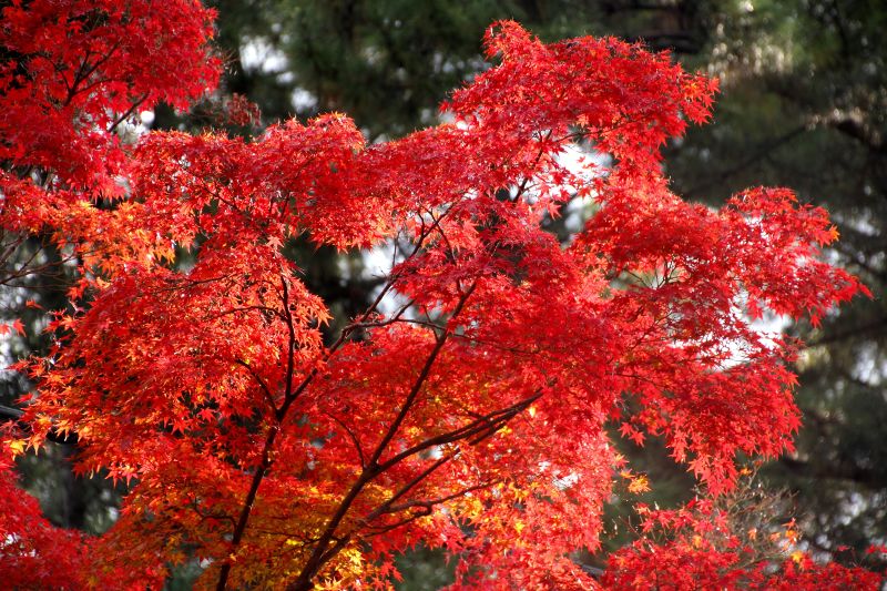 奈良公園の紅葉_003.jpg