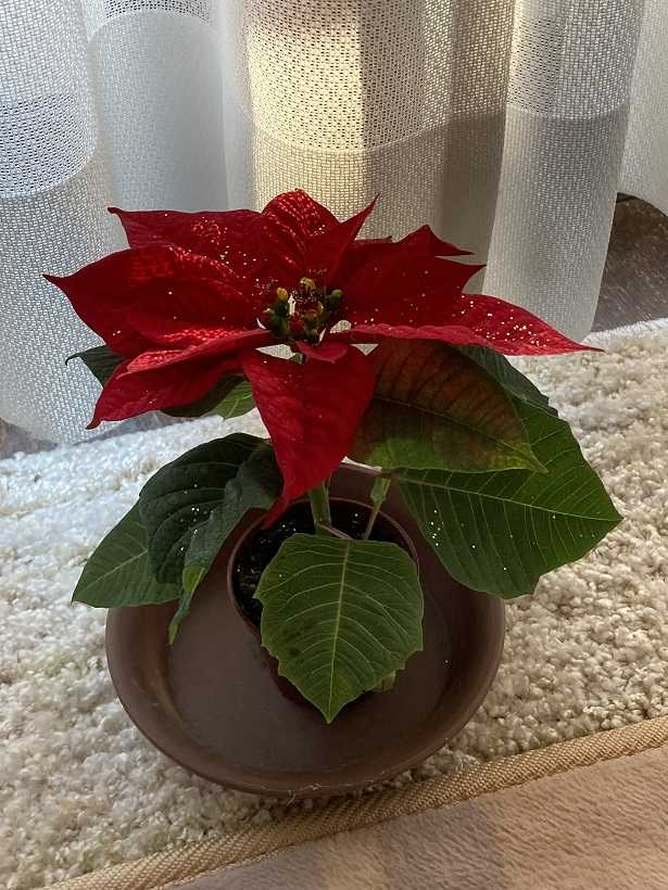 ポインセチアの管理は難しい tea garden ちょっとひとりごと 楽天ブログ ポインセチアの管理は難しい tea garden ちょっとひとりごと 楽天ブログ
