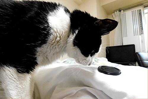 ねこ]の記事一覧  もりのねこ的生活 - 楽天ブログ