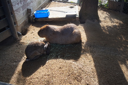 2016_0103正月、淡路島家族旅行0090.JPG
