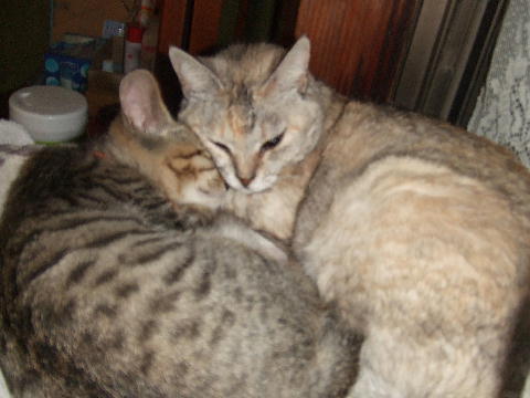猫１.JPG