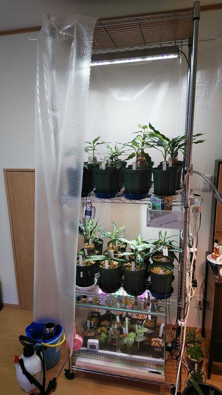 アグラオネマピクタムホマロメナ