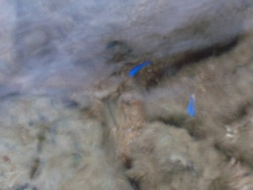 2012.05.27石垣島14.jpg